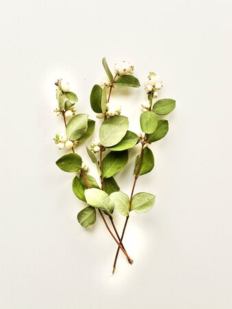Mistletoe branches with berries on the woodenの写真素材