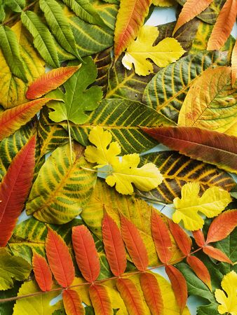 Different autumn colorful leaves on the wooden background. Viewed from above.の写真素材