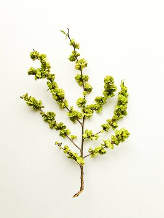 Elm tree flowers on white wooden background. Shallow dof.の写真素材