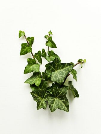 Ivy leaves on white wooden background. Shallow dof.の写真素材