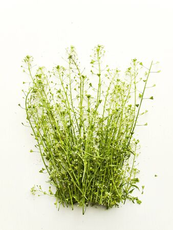 Shepherd's purse herb on whiteの写真素材