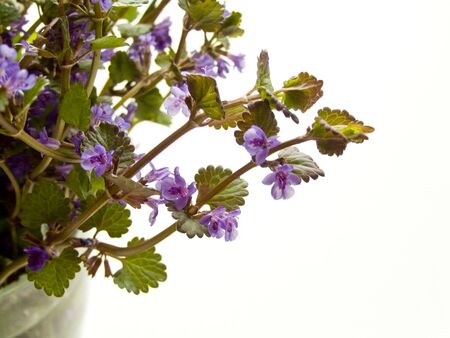 Wild dog mint with flowers on white background. Shallow dof.の写真素材