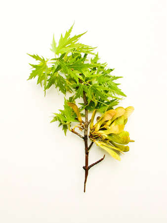 Maple tree branch with seeds and leaves on the white wooden background. Shallow dof.