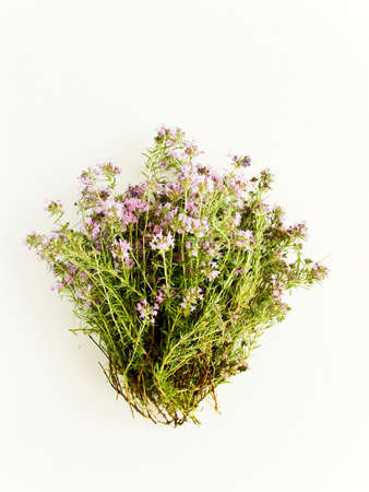 Wild thyme oregano spice on white wooden background. Shallow dof.の写真素材