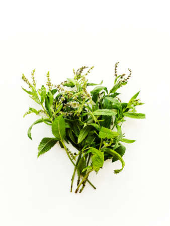Peppermint herb on white wooden background. Shallow dof.の写真素材