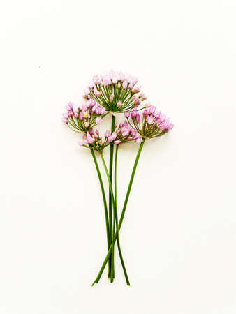 Wild garlic flowers on white wooden background. Shallow dof.の写真素材