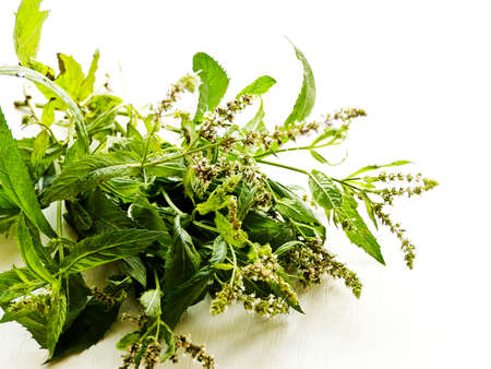 Peppermint herb on white wooden background. Shallow dof.