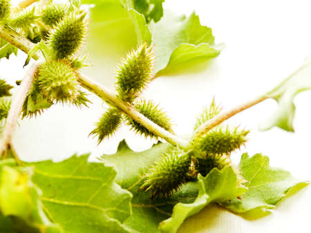 Xanthium cocklebur on white wooden background. Shallow dof.の写真素材