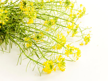 Barbarea flowers on white wooden background.Shallow dof.