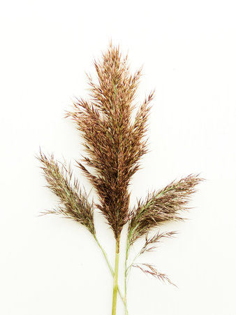 Phragmites on white wooden background. Shallow dof.