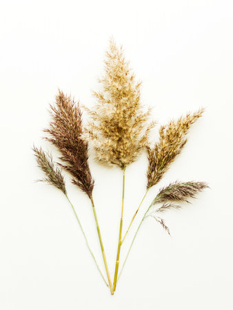 Phragmites on white wooden background. Shallow dof.の写真素材