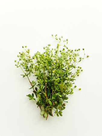 Potentilla argentea silver cinquefoil on white wooden background. Shallow dof.の写真素材