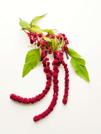 Amaranth flowers with seeds on white wooden background. Shallow dof.の写真素材