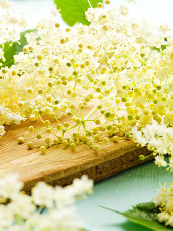 Elderberry flowers on wooden background. Shallow dof.の写真素材