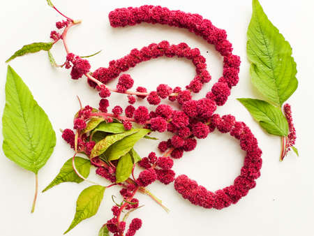 Amaranth flowers with seeds on white wooden background. Shallow dof.の写真素材