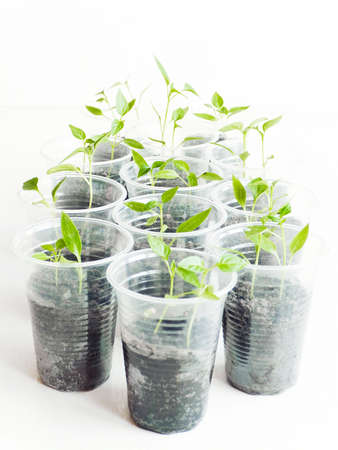 Plastic cups with soil and seeding shoots. Shallow dof.の写真素材