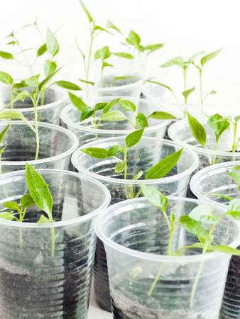 Plastic cups with soil and seeding shoots. Shallow dof.の写真素材