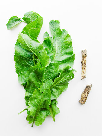 Horseradish leaves and roots on wooden background. Shallow dof.の写真素材
