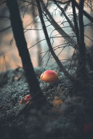 Mushroom in forestの写真素材