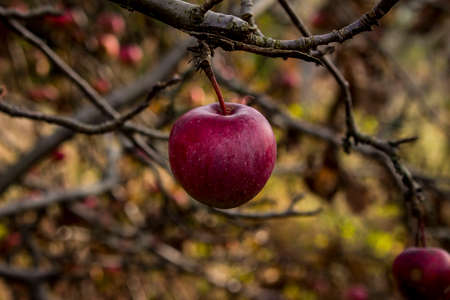 single red apple hanging from tree