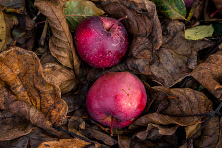two red apples in brown leaves in autumnの写真素材