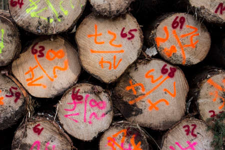 tree trunks after harvesting in forestの写真素材