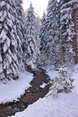 snow covered fir trees along a small river in winter landscape backgroundの写真素材
