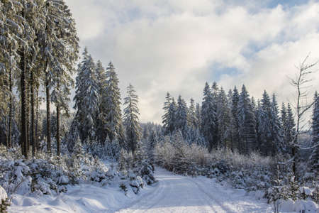 forest path through a beautiful winter landscape with cloudy sky and snow covered fir trees backgroundの写真素材