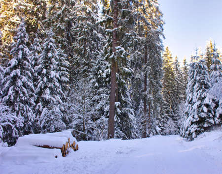 snow covered forest path with harvested tree trunks in winter forest backgroundの写真素材