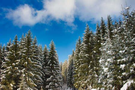 high frozen fir trees in winter forest with blue skyの写真素材