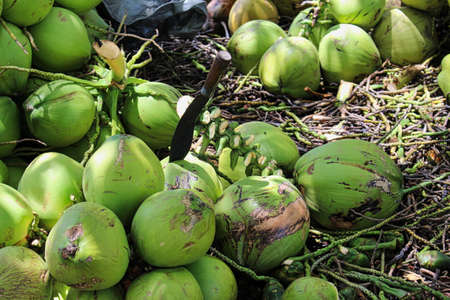 green coconuts on ground palm trees industry harvesting