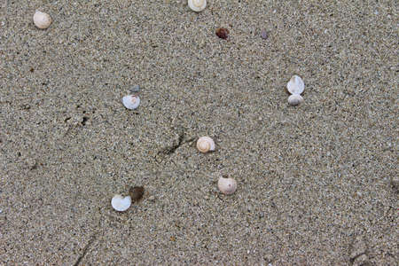 shells in sand on thailand beach backgroundの写真素材