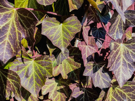 green ivy leaves in sunshine in spring close upの写真素材