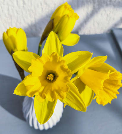 yellow narcissus blooming in spring close upの写真素材