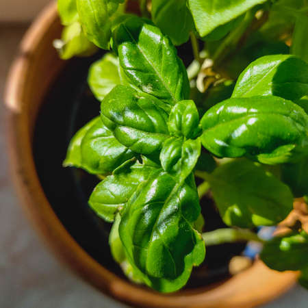 green basil plant herb for cooking close upの写真素材