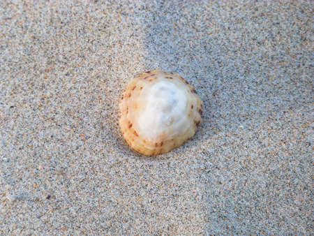 shell close up in sand by the ocean