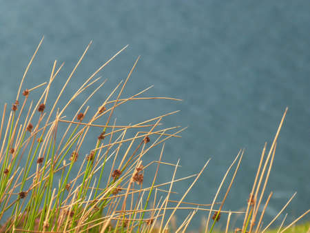 green grass by the ocean natural sceneの写真素材