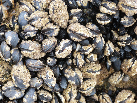 large group of black shells