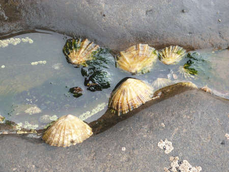 shells in water between two rocks