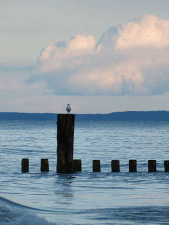 sea gulls sitting on wave breaker in baltic seaの写真素材