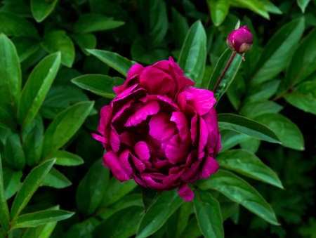 dark pink peony with dark green leaves blooming in garden in summer backgroundの写真素材
