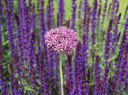 purple allium flower head with sage in background close up