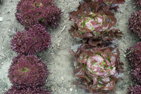 head lettuce growing in a row in garden close upの写真素材