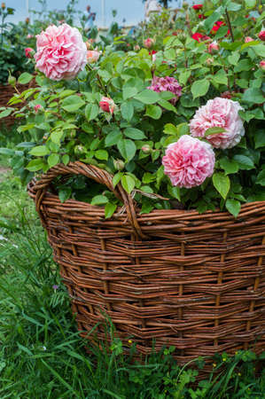 pastel pink roses in brown basket blooming in summer in garden backgroundの写真素材