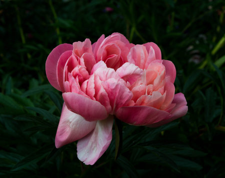 pink peony with dark green leaves blooming in summer close up backgroundの写真素材