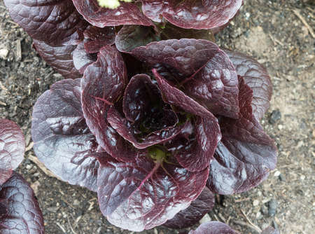 head lettuce growing in a row in garden close upの写真素材