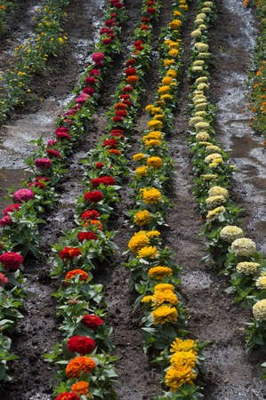 colorful zinna flowers blooming in a row backgroundの写真素材