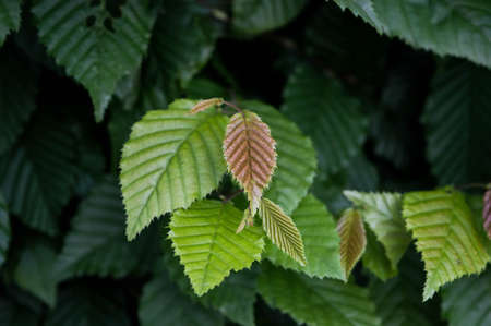 green leaves with different shades in forest background