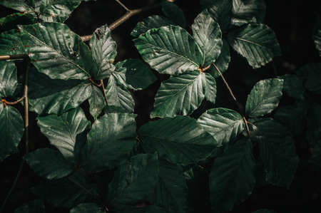 dark green leaves in forest background