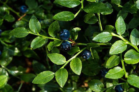forest blueberries with green leaves in autumn backgroundの写真素材